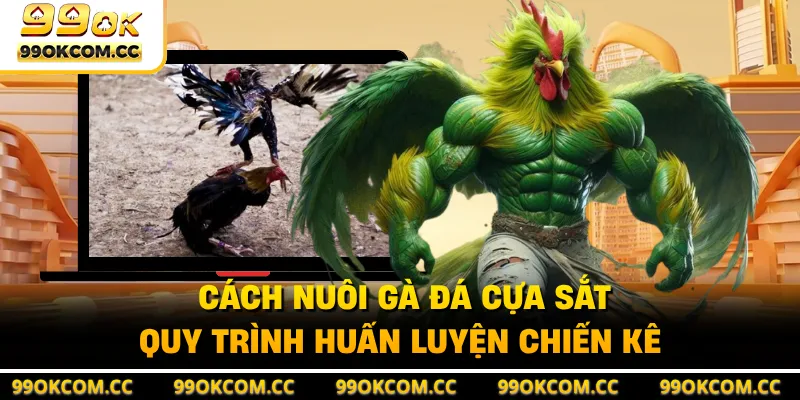 Cách Nuôi Gà Đá Cựa Sắt - Quy Trình Huấn Luyện Chiến Kê